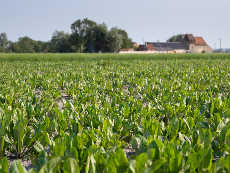 Champs de chicorée