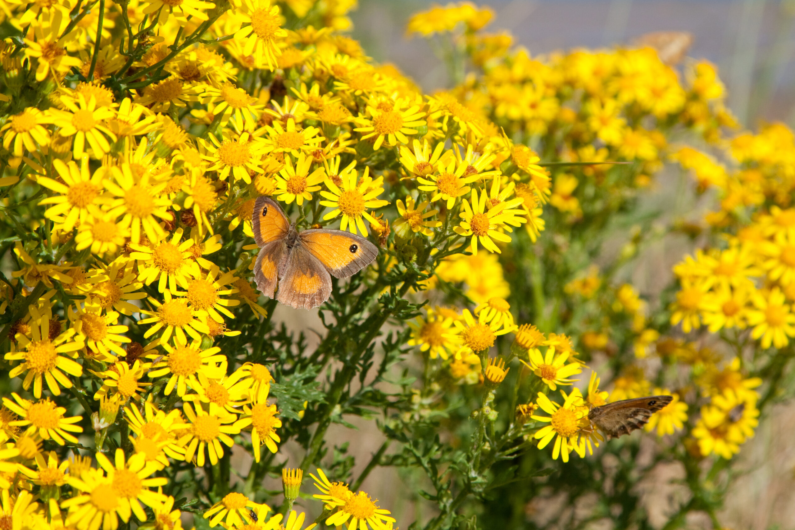 Rserve naturelle du Platier d'Oye (62). Papillons.