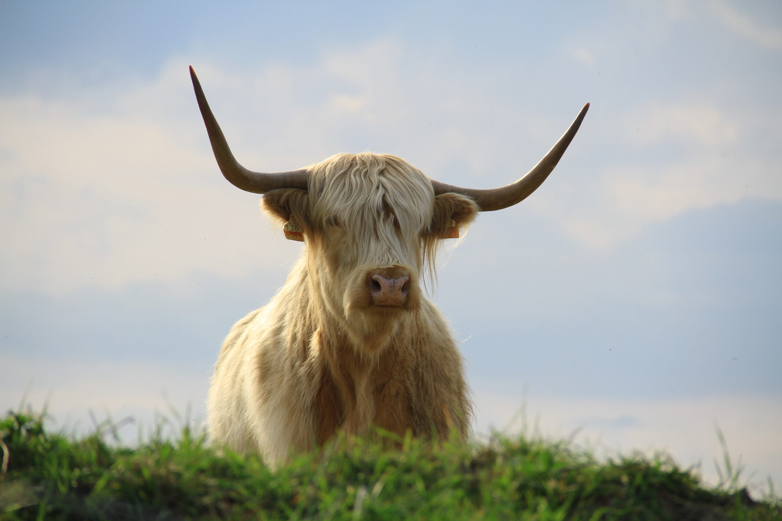 cheptel_vache_highland (2)